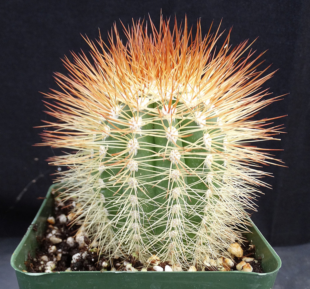 Melocactus perezassoi