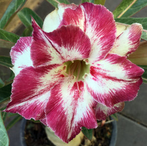 Adenium 'Million Star' *Big Plants!* Grafted Hybrid *CLEARANCE SALE*