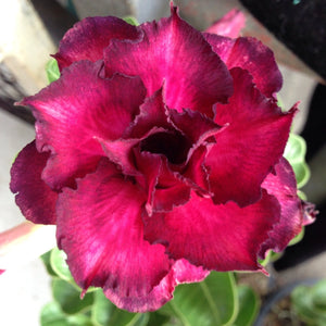 Adenium 'Millionaire Purple' *Big Plant!* Grafted Hybrid (B)
