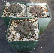 Load image into Gallery viewer, Haworthia 'Mirrorball'
