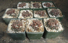Load image into Gallery viewer, Haworthia 'Mirrorball'
