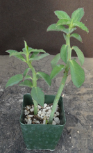 Load image into Gallery viewer, Monadenium coccineum
