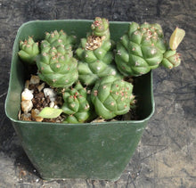 Load image into Gallery viewer, Monadenium ritchei (Euphorbia)
