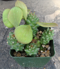 Load image into Gallery viewer, Monadenium ritchei (Euphorbia)
