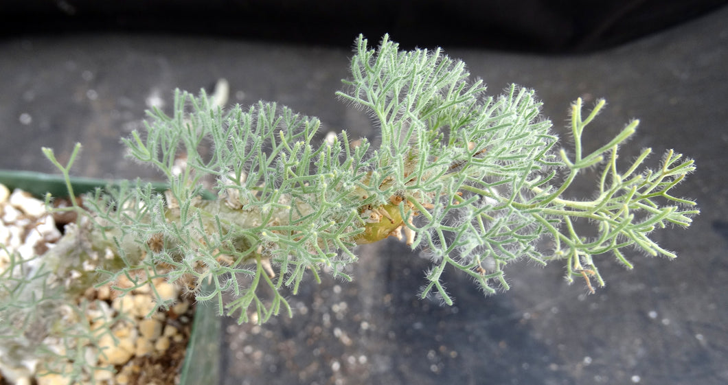 Sarcocaulon peniculine