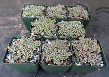 Load image into Gallery viewer, Neohenricia sibbetii

