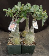 Load image into Gallery viewer, Adenium 'One Heart' Grafted Hybrid
