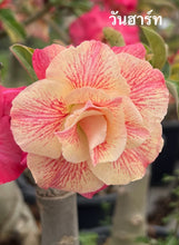 Load image into Gallery viewer, Adenium 'One Heart' Grafted Hybrid

