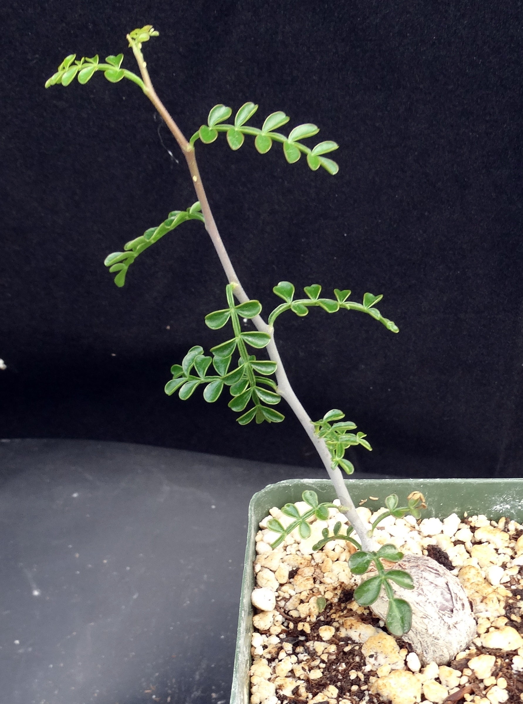 Operculicarya pachypus (root cutting) – Kyle's Plants