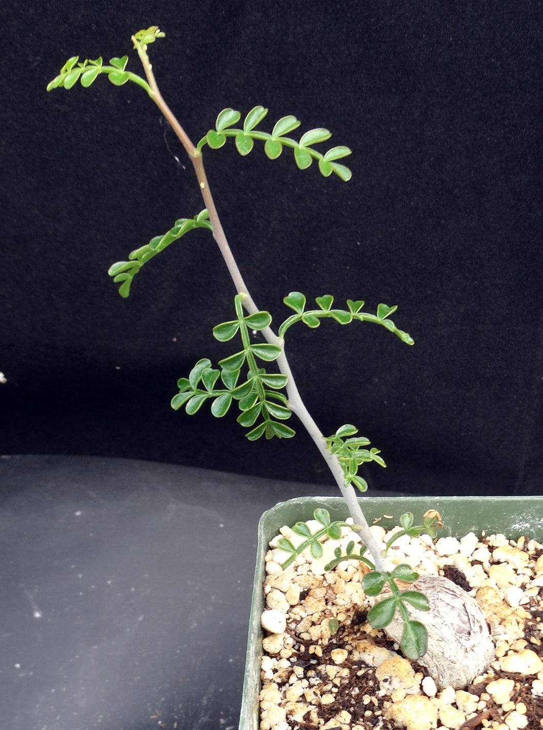 Operculicarya pachypus (root cutting)