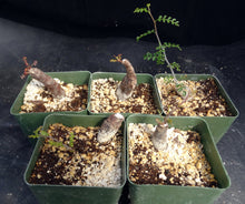 Load image into Gallery viewer, Operculicarya pachypus (root cutting)
