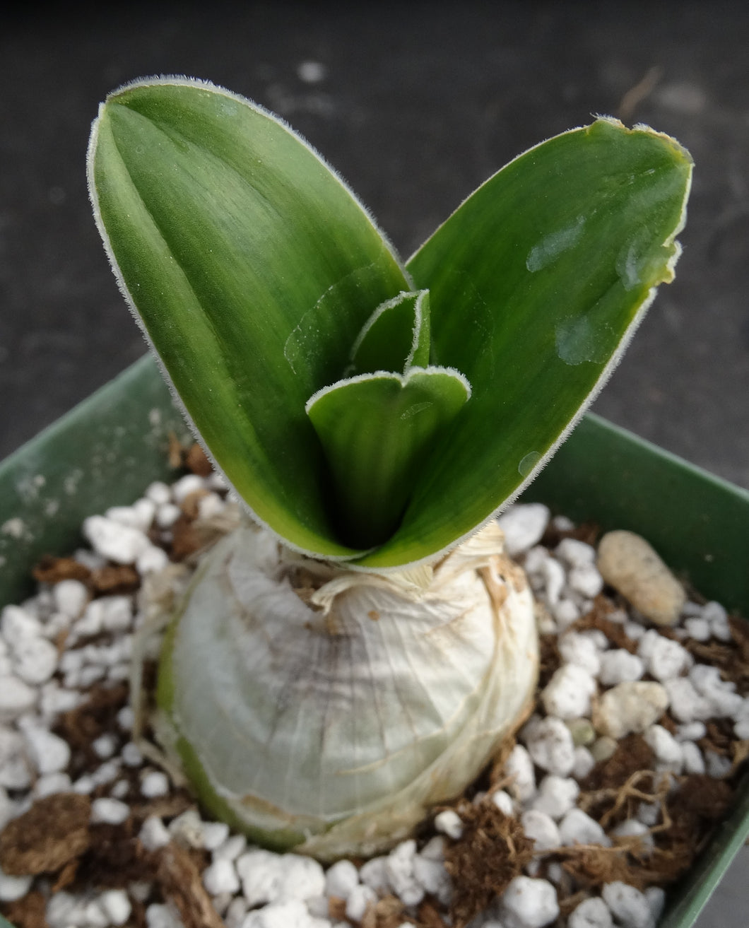 Ornithogalum fimbrimarginatum