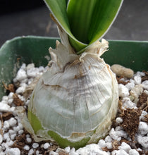 Load image into Gallery viewer, Ornithogalum fimbrimarginatum
