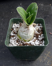 Load image into Gallery viewer, Ornithogalum fimbrimarginatum
