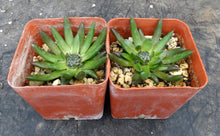 Load image into Gallery viewer, Orostachys japonica
