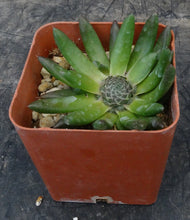 Load image into Gallery viewer, Orostachys japonica
