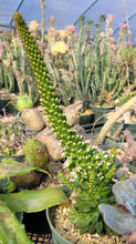 Load image into Gallery viewer, Orostachys japonica

