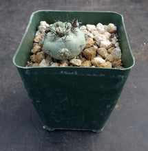 Load image into Gallery viewer, Ortegocactus macdougallii
