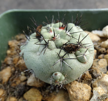 Load image into Gallery viewer, Ortegocactus macdougallii

