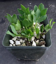 Load image into Gallery viewer, Oxalis adenodes
