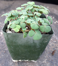 Load image into Gallery viewer, Oxalis convexula
