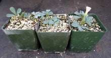 Load image into Gallery viewer, Oxalis flava var. lupinifolia *Blue-green Leaves*
