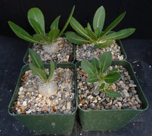 Load image into Gallery viewer, Pachypodium brevicaule
