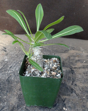 Load image into Gallery viewer, Pachypodium horombense
