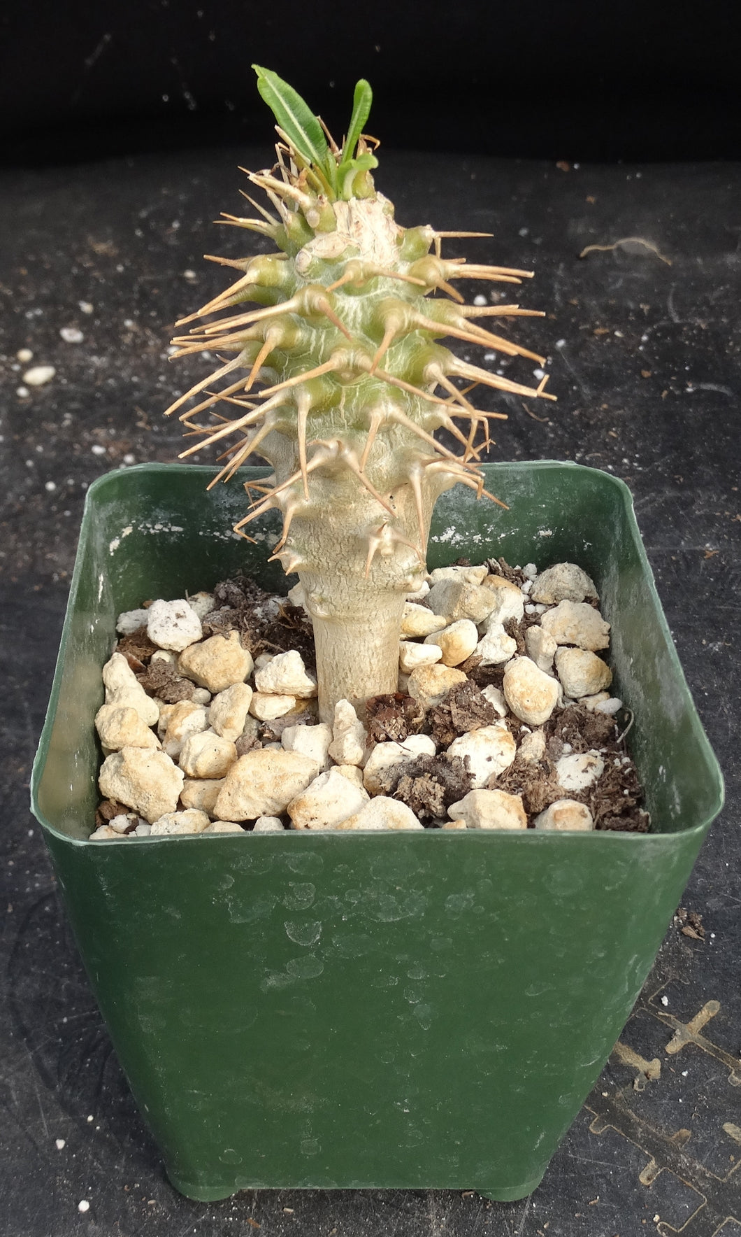 Pachypodium ambongense
