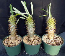 Load image into Gallery viewer, Pachypodium ambongense *Larger*
