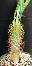 Load image into Gallery viewer, Pachypodium ambongense *Larger*
