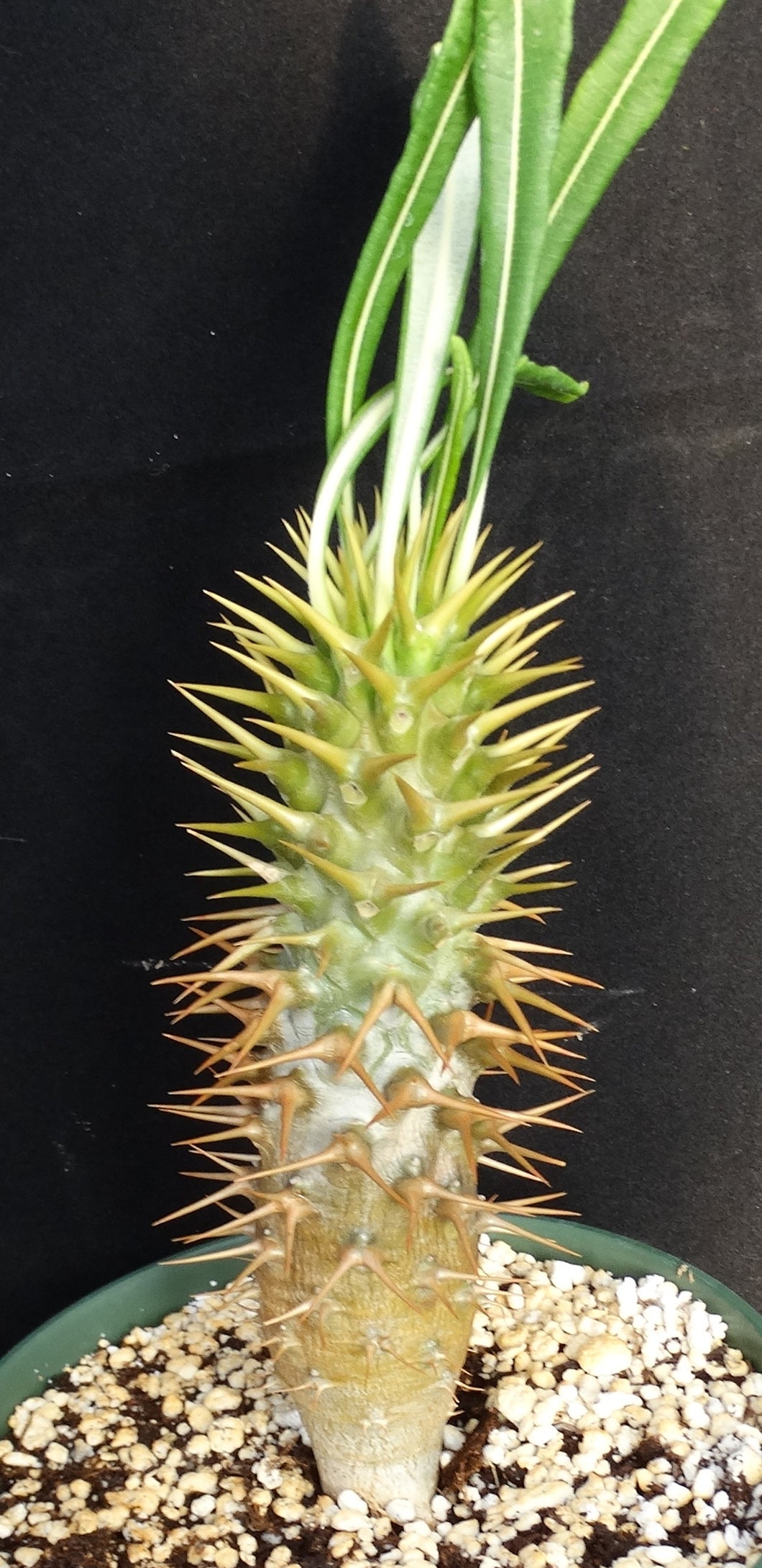Pachypodium ambongense *Larger*