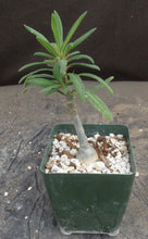 Load image into Gallery viewer, Pachypodium bispinosum
