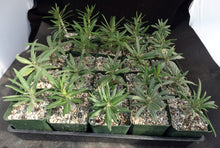 Load image into Gallery viewer, Pachypodium succulentum v. griquense
