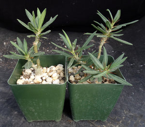 Pachypodium succulentum v. griquense