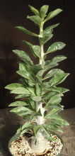 Load image into Gallery viewer, Pachypodium lealii v. saundersii *Large Plant*
