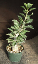 Load image into Gallery viewer, Pachypodium lealii v. saundersii *Large Plant*
