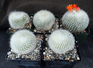 Parodia haselbergii