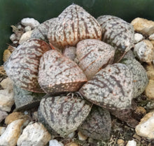 Load image into Gallery viewer, Haworthia 'Pearl and Silver'
