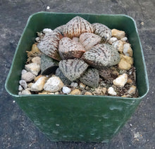 Load image into Gallery viewer, Haworthia 'Pearl and Silver'
