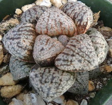 Load image into Gallery viewer, Haworthia 'Pearl and Silver'
