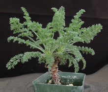 Load image into Gallery viewer, Pelargonium hirtum *soft feathery leaves*
