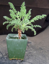 Load image into Gallery viewer, Pelargonium hirtum *soft feathery leaves*
