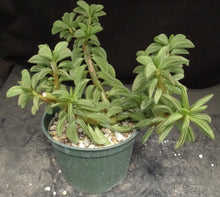 Load image into Gallery viewer, Peperomia axillaris *taco plant*
