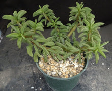 Load image into Gallery viewer, Peperomia axillaris *taco plant*
