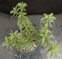 Load image into Gallery viewer, Peperomia axillaris *taco plant*
