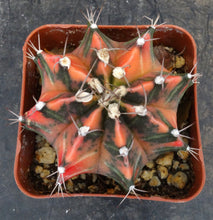 Load image into Gallery viewer, Gymnocalycium 'Pepper X'
