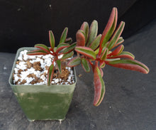 Load image into Gallery viewer, Peperomia graveolens
