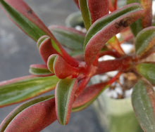 Load image into Gallery viewer, Peperomia graveolens
