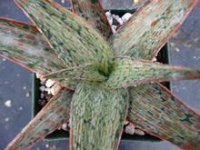 Load image into Gallery viewer, Aloe x &#39;Pink Blush&#39; Variegata
